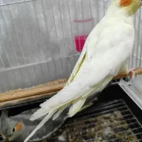 عروس هلندی