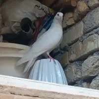 کبوتر