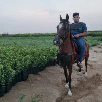 مادیان دره شور شکم خالی