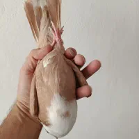 جوجه کلاغ