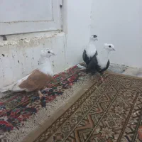 کفتر کبوتر کربلایی کاکلی  پلنگ افغانی  شترک   آبی