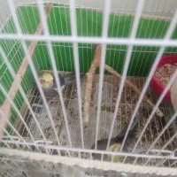 معاوضه جفت عروس هلندی