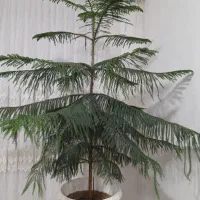 گل کاج مطبق