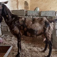 بز خشک