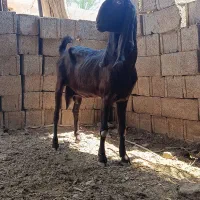 بز توافقی