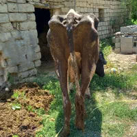 گاو گوشتی