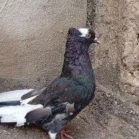کبوترس|پرنده|خورموج, |دیوار