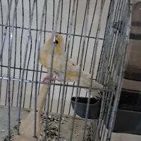 ماده قناری مست مست مست