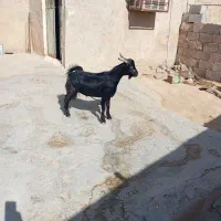 کهر نر