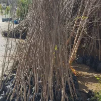 نهال های اصلاح شده و تضمینی