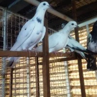 فروش کفتر نوک قناری و پاکستانی و تهرانی