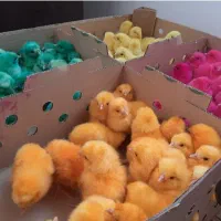 جوجه رنگی . جوجه اردک