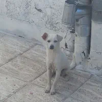سگ شیما پاکوتاه