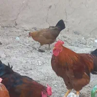 مرغ|حیوانات مزرعه|خمینی‌شهر, |دیوار