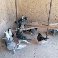 کبوتر دولا دم گیر