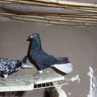 کبوتر رنگی دم سفید سرور دم سفید