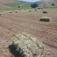 علف برای گاو وگوسفند