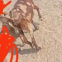 بز ماده تازه تکه خورده نر خورده