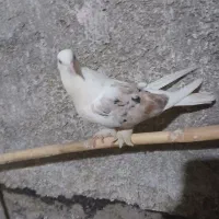 کبوتر اس