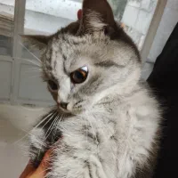 بریتیش ماده