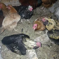 جوجه قوغاز معاوضه با بره شیری