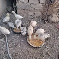 جوجه بقلمون