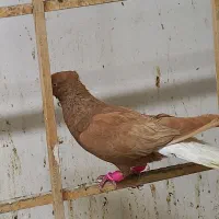 کفتر|پرنده|مشهد, ایثارگران|دیوار