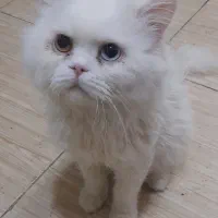 گربه سفید پشمالو پرشین 2سال ونیمه