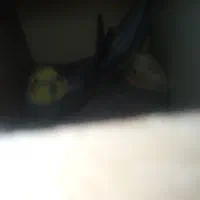 عروس هلندی نر و ماده روی تخم