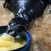 روغن حیوانی گاوی