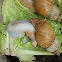 حلزون