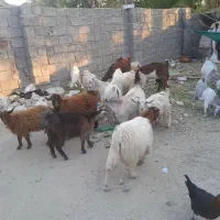 14کهره چاق