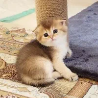 اصیل و زیبا پیشی های ما