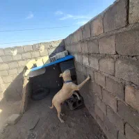 سگ نر|سگ|میبد, |دیوار