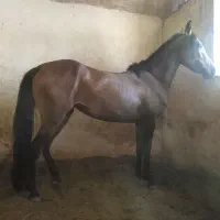 اسب مادیان سه سال