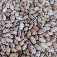 لوبیا چیتی