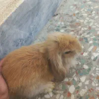 خرگوش لوپ