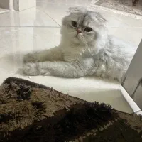 اسکاتیش آماده جفتگیری