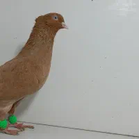 20عدد کبوتر ماده ابلغ