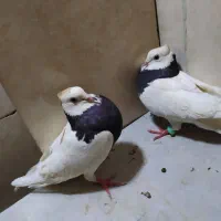 یه جفت طوقی خفت
