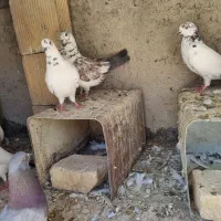 کفتر|پرنده|فلاورجان, |دیوار