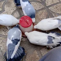 کفتر پارس پر و دم چتری