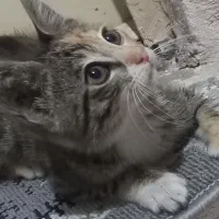 بچه گربه
