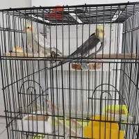 عروس هلندی مولد تخم گذار