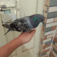 کفتر سبز