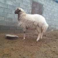 شیشک‌قوج‌کرمانشاهی‌‌درشت‌