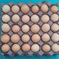 تخم مرغ محلی