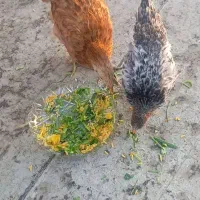 فروش دوتا مرغ