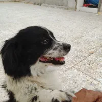 سگ پاکوتا