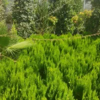 گل و گیاه زینتی و نهال درخت مثمر و غیر مثمر